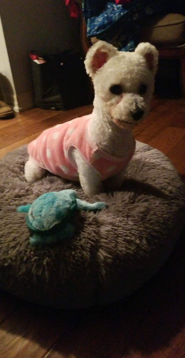 MassecarSandie's tweet photo. @Valaleri Here's our new dog, Miku. https://t.co/TtIhnsk2zK