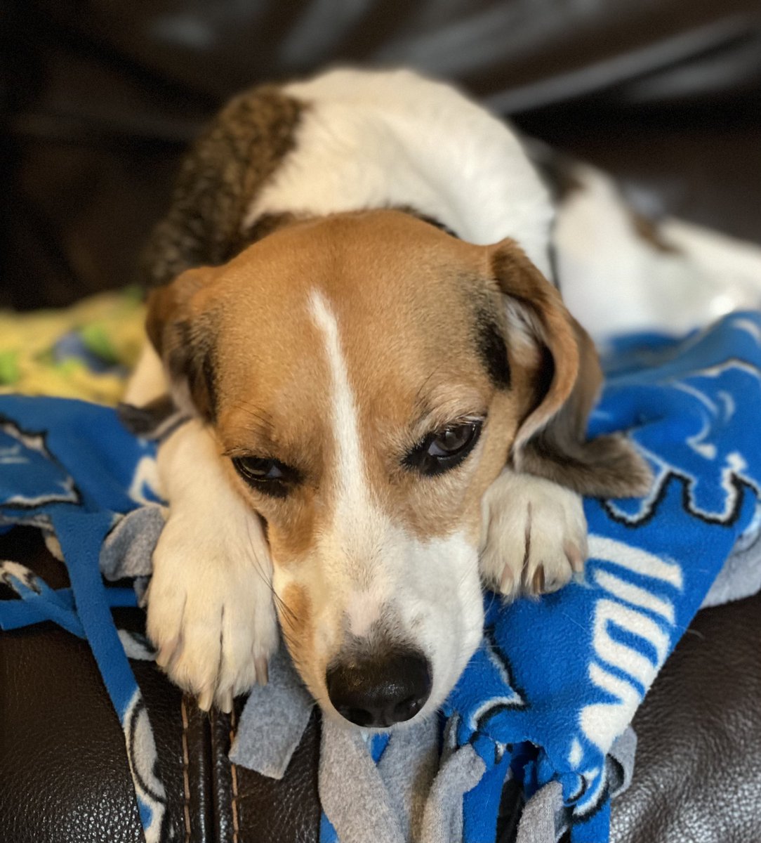 I pawtied too hard last night. 😂🎉 #HappyNewYear2023 #SundayFunday #NapTime