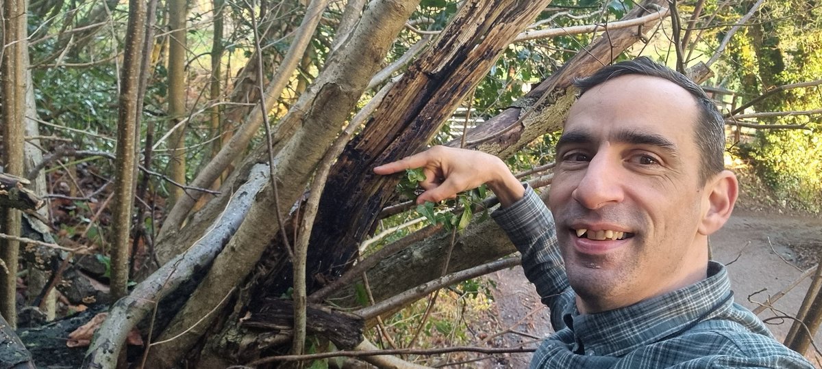 Cobalt Crust fungi (Terana Caerulea) on hazel in Througham today #fungi.