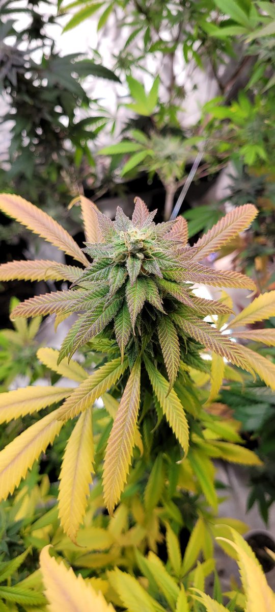 lukcabrasii's tweet image. Looks like Crayola in here and smells like ⛽ and fruits 😋 #RocketMann 🧑🏾‍🚀🚀