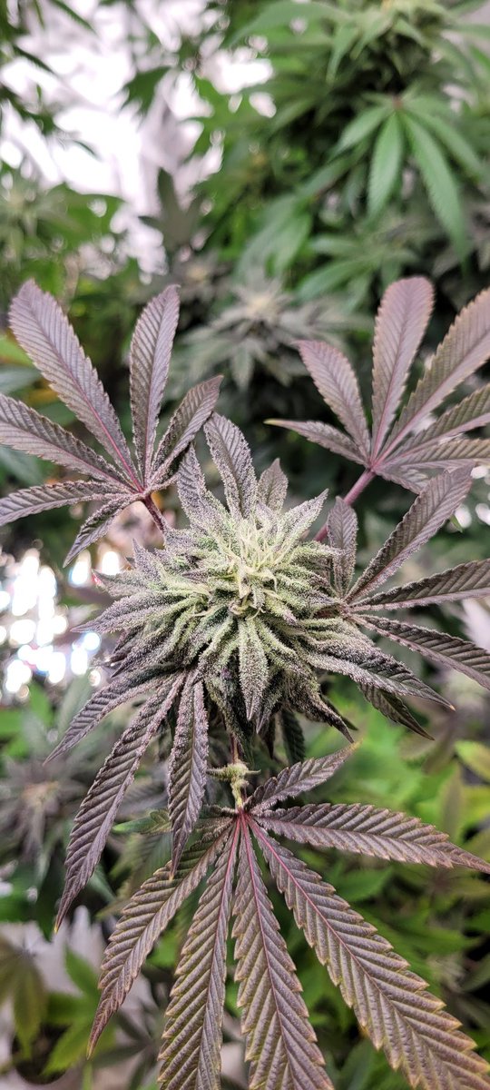 lukcabrasii's tweet image. Looks like Crayola in here and smells like ⛽ and fruits 😋 #RocketMann 🧑🏾‍🚀🚀