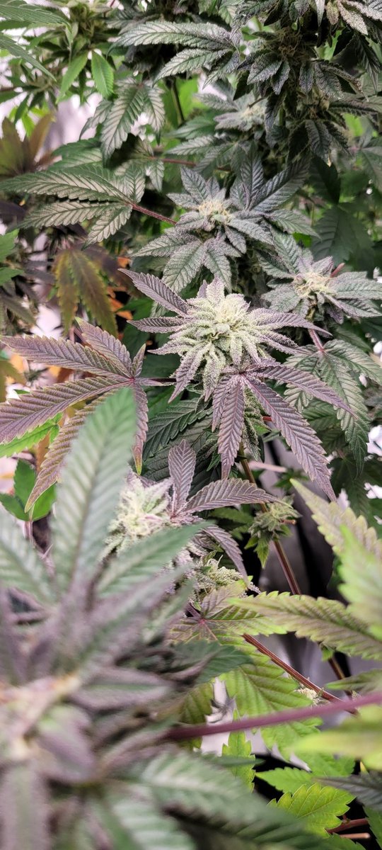 lukcabrasii's tweet image. Looks like Crayola in here and smells like ⛽ and fruits 😋 #RocketMann 🧑🏾‍🚀🚀