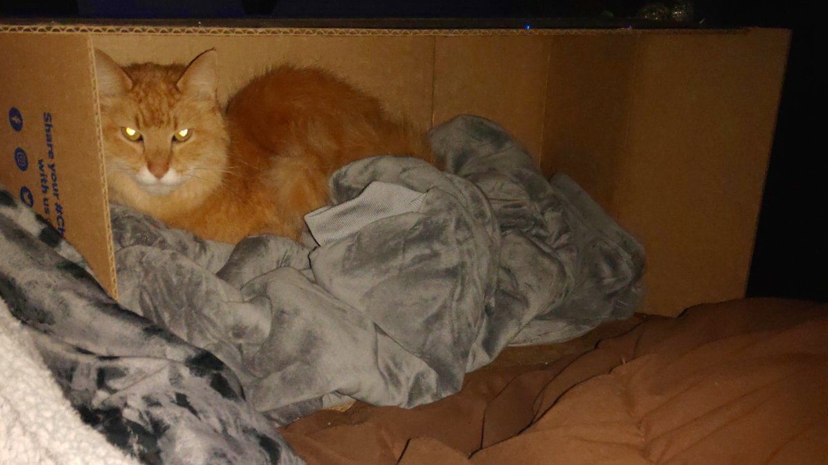 cheeseballcatto's tweet photo. Mama made me a new little cave for the new year. She also sacrificed her blankie cuz I like laying on it so much. Hope everyone is starting the year comfy and cozy!! https://t.co/LLOLGopMsL