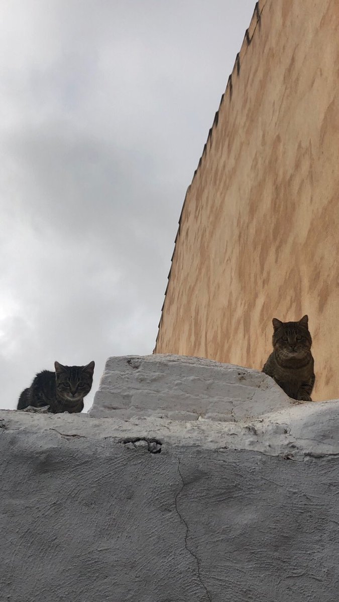 gnzalezlis's tweet photo. Estoy enamorada de los gatitos✨ https://t.co/zAIMTaNrOz