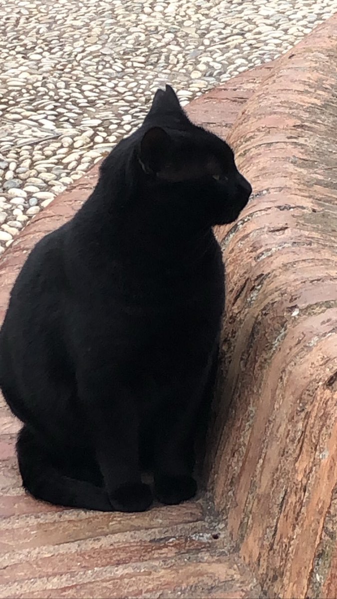gnzalezlis's tweet photo. Estoy enamorada de los gatitos✨ https://t.co/zAIMTaNrOz