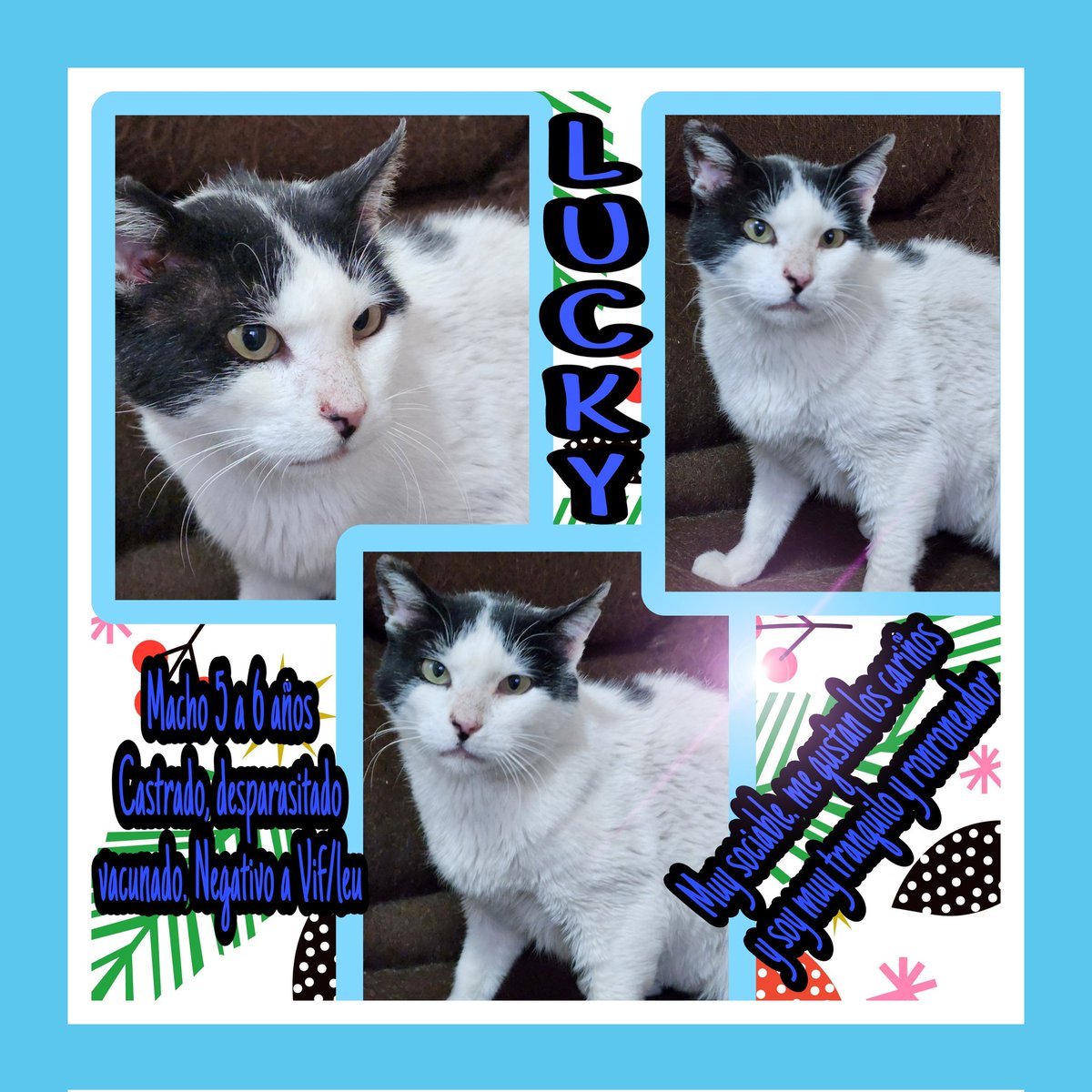 gatitosasalvo's tweet photo. Empieza el 2023 y ellos no pierden la esperanza de ser adoptados. Buscan #AdopcionResponsable.
Han sido rescatados d la calle y ansiosos quieren 1 hogar.Son muy cariñosos y nobles. Diario recibirás tu dosis d ronroneos.
#CDMX
Compañeros de vida.
Todo gato tiene derecho a un hogar https://t.co/phR8KjAVgT