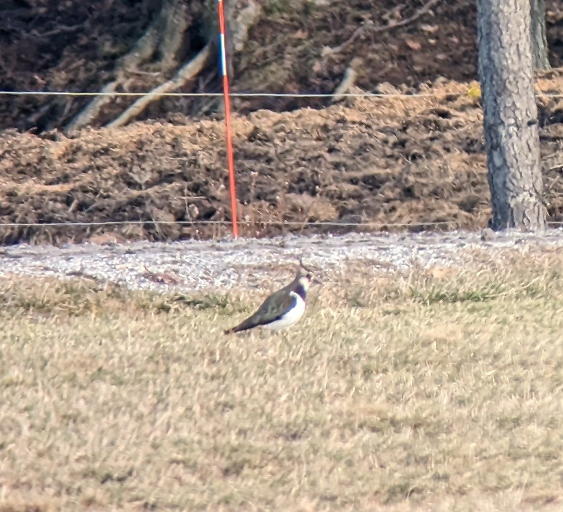 squalopiccolo's tweet photo. first lifer of the year: rare northern lapwing! (also saw a pileated woodpecker for the first time!) https://t.co/uCvM8otRPm
