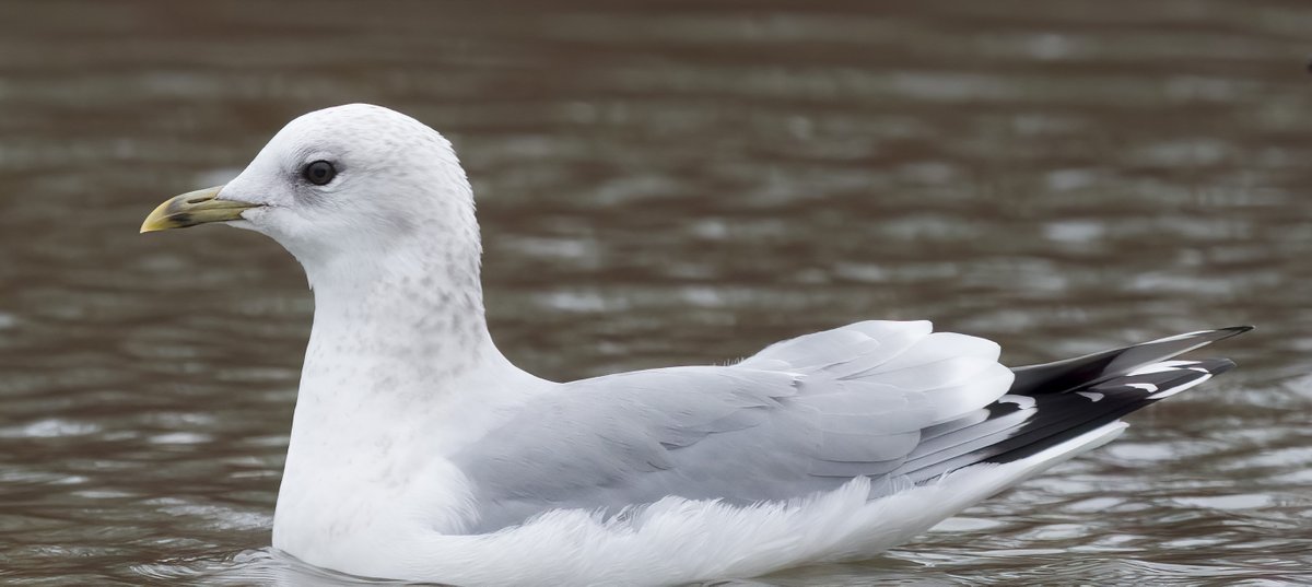 25 birds so far for 2023, including this Common Gull at Mouldon Hill #wiltsbirds @BTO_Wilts @SwindonWS #BirdsSeenIn2023