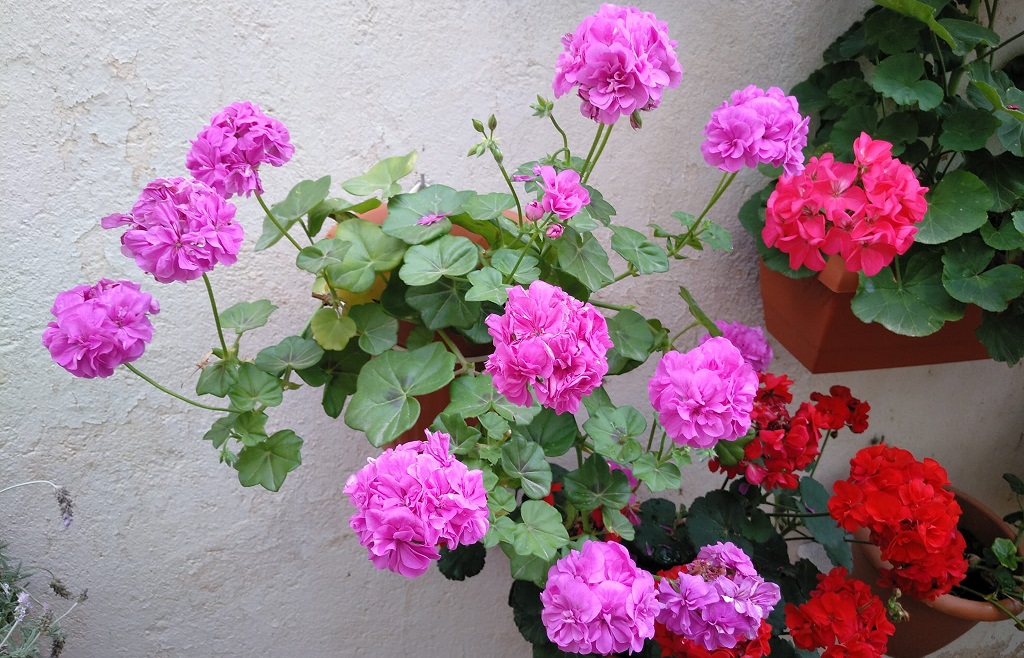 huertodeQuiquet's tweet photo. Mi canal de You Tube. Huerto Casero de Quiquet
https://t.co/RFGPJkEV74
#geranios #cintas #pepinos #lavanda #coliflores #romero #albahaca #helecho #gitanillas #macatas #macetohuerto #huertoenmacetas #lechugas #ajetes #cebolletas #acelgas #espinacas #plantadeldinero #plantas #flor https://t.co/XCsf5dk7WF
