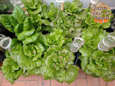 huertodeQuiquet's tweet photo. Mi canal de You Tube. Huerto Casero de Quiquet
https://t.co/RFGPJkEV74
#geranios #cintas #pepinos #lavanda #coliflores #romero #albahaca #helecho #gitanillas #macatas #macetohuerto #huertoenmacetas #lechugas #ajetes #cebolletas #acelgas #espinacas #plantadeldinero #plantas #flor https://t.co/XCsf5dk7WF