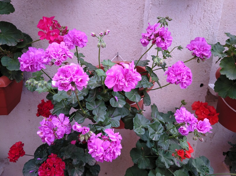 huertodeQuiquet's tweet photo. Mi canal de You Tube. Huerto Casero de Quiquet
https://t.co/RFGPJkEV74
#geranios #cintas #pepinos #lavanda #coliflores #romero #albahaca #helecho #gitanillas #macatas #macetohuerto #huertoenmacetas #lechugas #ajetes #cebolletas #acelgas #espinacas #plantadeldinero #plantas #flor https://t.co/XCsf5dk7WF