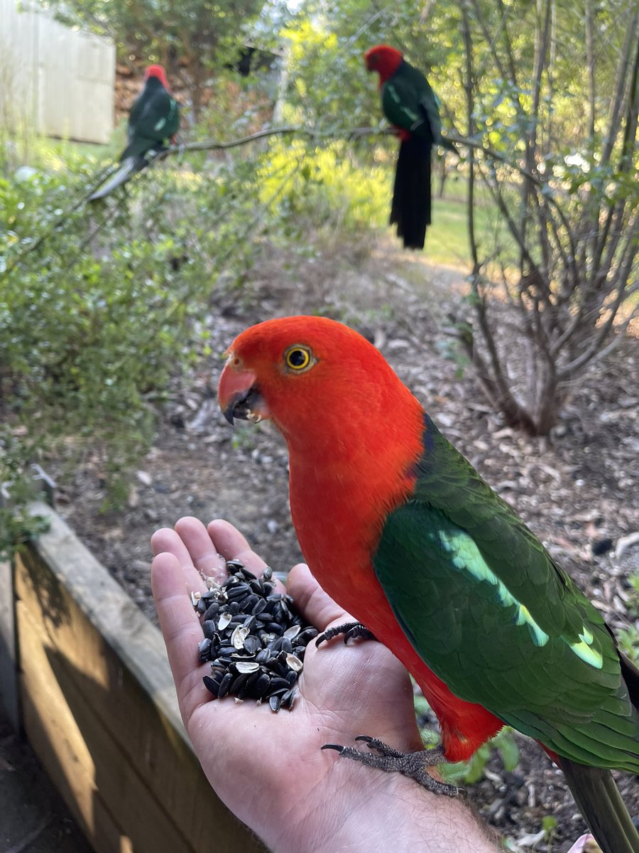 OwenRask's tweet image. If you *buy well* and *don’t over-leverage* in property, you’re stacking the odds in your favour. You’ll be okay. 

Then just focus on long-term investing in good businesses, via the share market or in private businesses. 

Here’s a King Parrot.