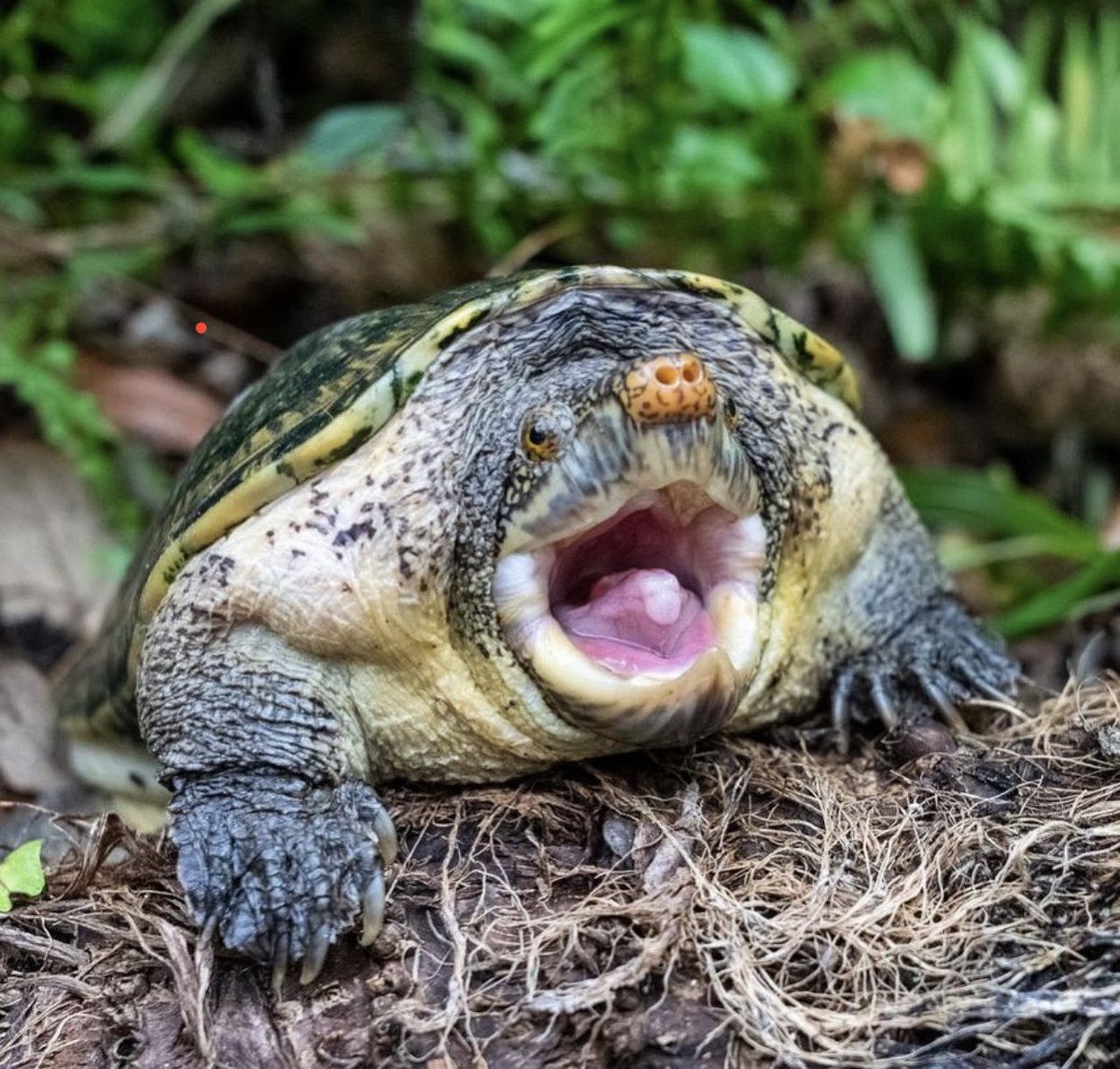 This Giant Musk Turtle (Staurotypus salvinii) is showing off his awesome maw in excitement for all the amazing conservation work we’re going to accomplish together this year!!! Happy 2023!! 🐢🎉🍾🥳