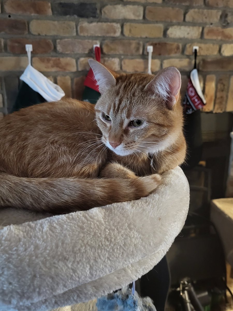 catlenfell's tweet photo. @EyePatchGuy Mine has permanent resting bitch face https://t.co/vYUV6k5Y0g