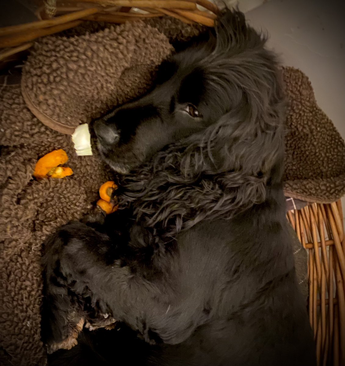 EmmaSeeburg's tweet photo. And Jura is just exhausted after Christmas and New Year… not even the energy to eat a carrot 🥕 🐶❤️ #sleepyspaniel https://t.co/5aEngpxeLl