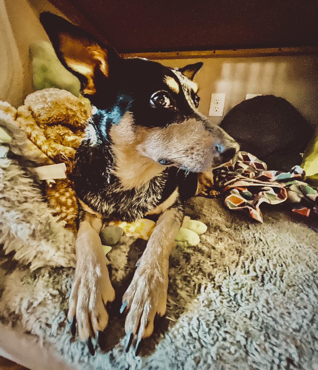 It has been a whirlwind of a year, not just for us but for everyone. 

Love and loss, tragedy and triumph, but through it all we are lucky enough to wake up in an age where we can define our destiny by the actions we take. 

Let’s take action this year, 2023 will be our year 💚🐶