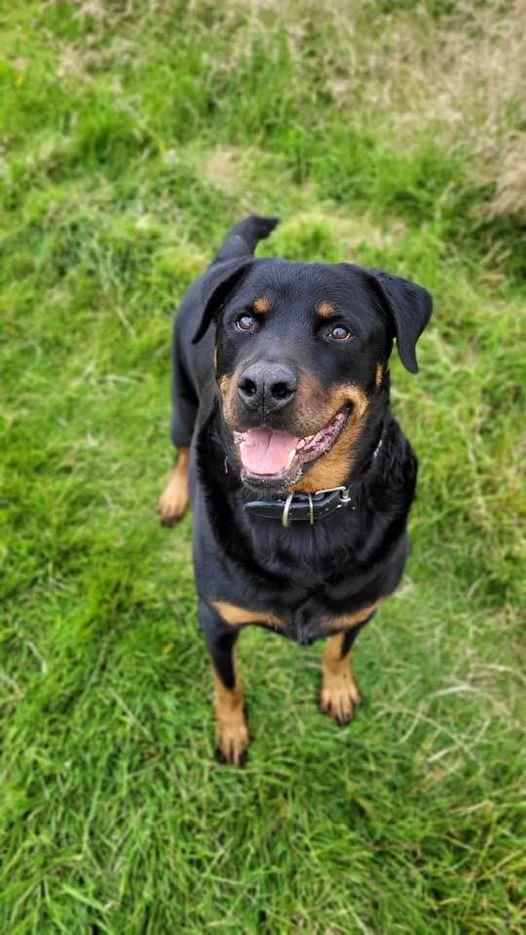 AdoptionsUk's tweet photo. Please retweet to help Bruce find a FOSTER HOME #LANCASHIRE #UK

Rottweiler aged 9, looking for an adult home with large breed experience. He needs to be the only pet. 
He's recently had a tumour removed but it's not slowed him down❤️

DETAILS or APPLY
https://t.co/VvD6WeTbFM… https://t.co/V1xpHZfO6T