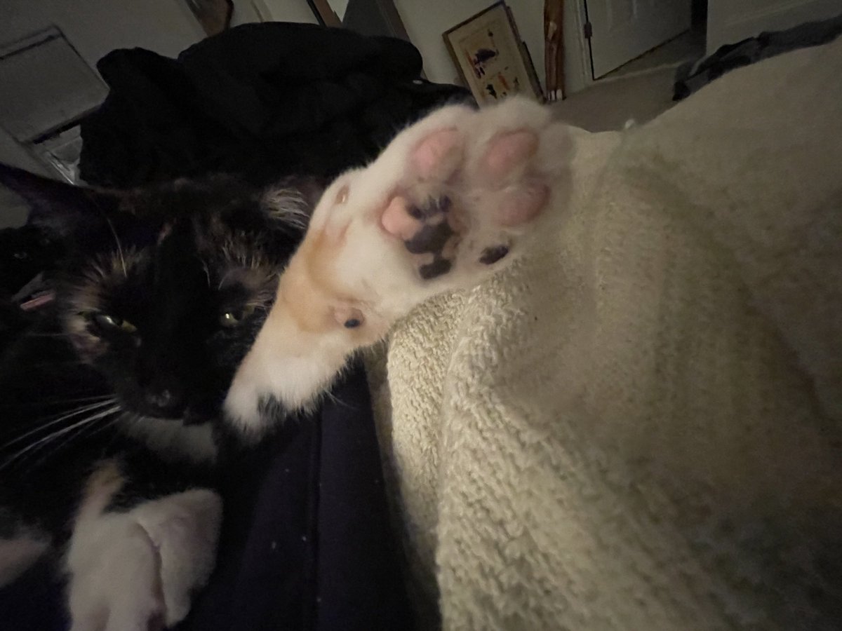 lawyerschiff's tweet photo. @Lucia_e_qui @AllTheTorties #JusticeKitteh #CleanBeans https://t.co/6tKoQbGkro