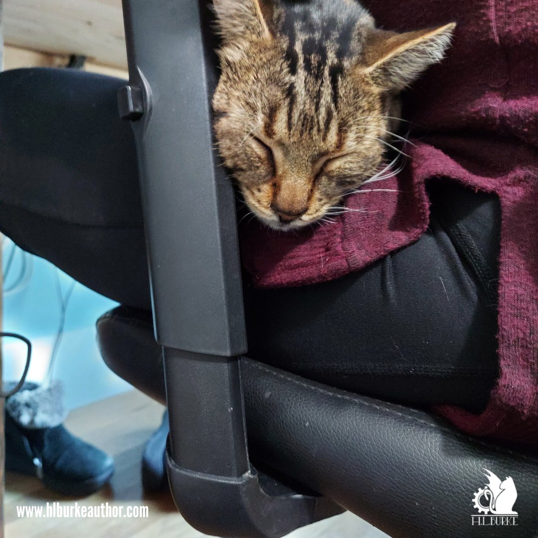 hlburkewriter's tweet photo. #BrownieBite is a #sleepykitty https://t.co/vLOjfkGFDU