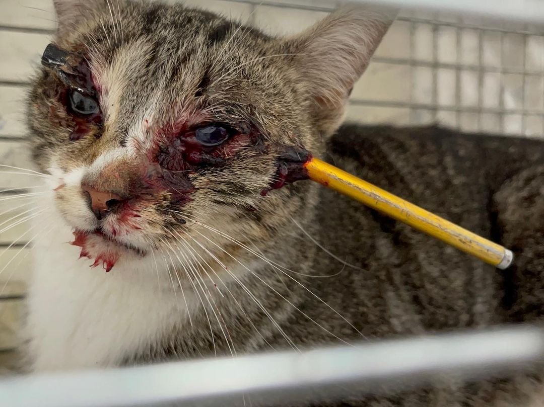 siviaromera1's tweet photo. Feliz Noche a casi tod@s 😥
Mi más absoluta repulsa e indignación por este acto
Tengo q decir q nos estamos centrando en los perros de caza pero los gatos con esa enmienda quedan ABSOLUTAMENTE DESPROTEGIDOS 
@PSOE @sanchezcastejon
#MismosPerrosMismaLey 
#NingunAnimalSinDerechos https://t.co/vIywBgv4sd