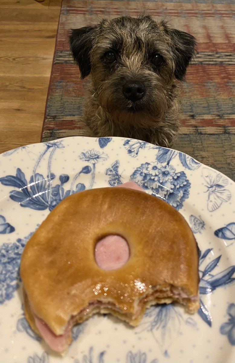 Heidi_BTerrier's tweet image. In celebration of becoming a Lady in the 2023 #BTPNYH mum shared a teeny tiny bite of her buttered bagel with Marmite and ham with me! 🥯😋 (First time I’ve had Marmite and I loved it!) 😜 #BTPosse 💖🐾
