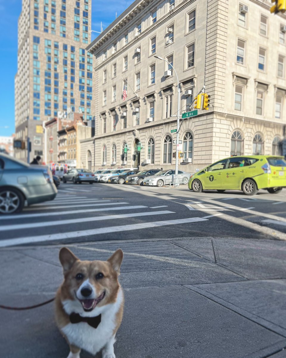 99!

#brooklynninenine #brooklyn99 #b99 #nbc #sitcom #captainholt #cheddar #brooklyn #nyc #corgi #nbc
