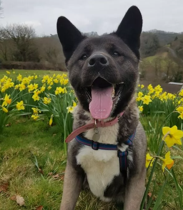 AdoptionsUk's tweet photo. Please retweet to help Gucci find a home #EXETER #DEVON #UK 

Akita aged 2, looking for an adult home where she can have her own outdoor space as the only pet. 

DETAILS or APPLY👇
https://t.co/zeUkUO3Bi0……… https://t.co/n7qFYAMj7w