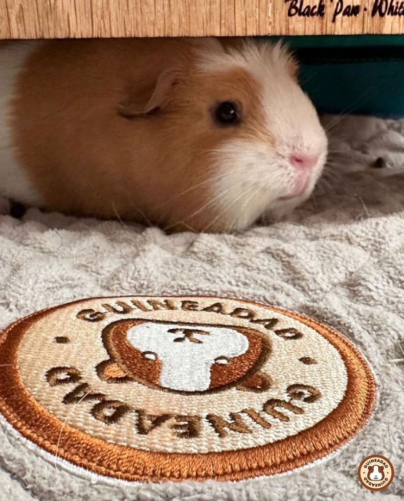 GuineaDad's tweet photo. Everyone look at our #GuineaDadModel of the week! Luna looks really comfy on GuineaDad Liner! @swc_dkl on IG!
☁ I think Luna's adorable face is taking all the attention away from the GuineaDad logo.
https://t.co/fAoG1zz0Kb https://t.co/r1L610aA7Q