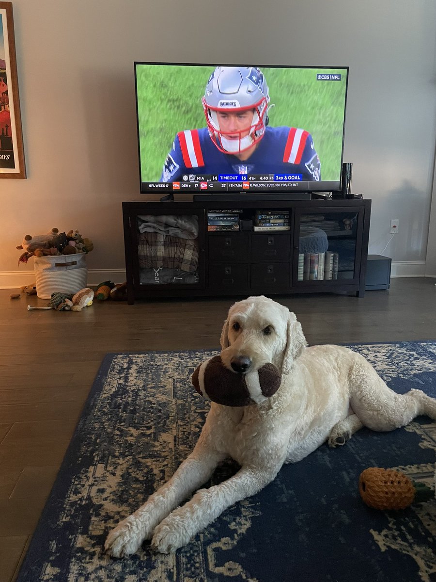 MelloBoston's tweet photo. @Patriots @MacJones_10 From a Bostonian who lives in Huntsville, AL, you have my full support and my 
Goldendoodle !!! https://t.co/NpDqUCqit7