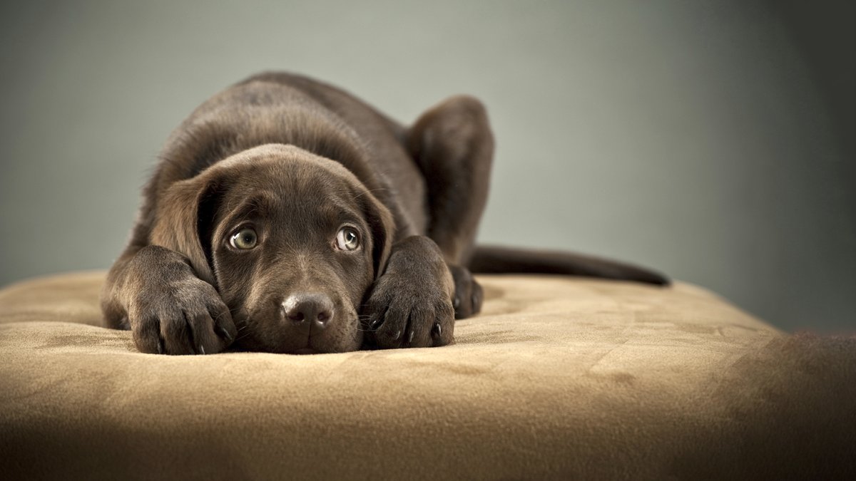 collarapp's tweet photo. How to recognize and treat pet anxiety a thread 🧵👇

#pets #dogs #dogsoftwitter #pet #anxiety #wellness #healthcare #pethealth #doggo #dogsarefamily #TechForGood #uk https://t.co/2blZmj7Klk