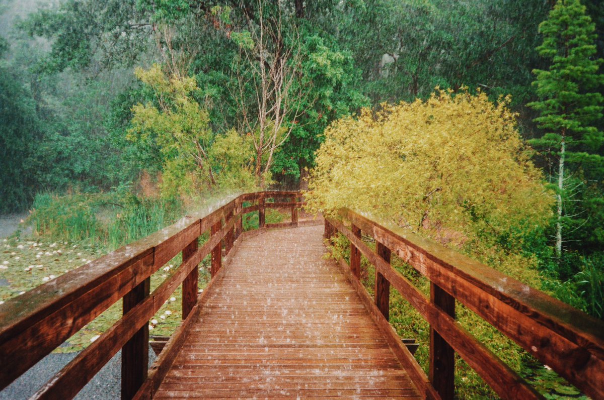 NotKelseySmith's tweet photo. Greens on film https://t.co/uHT1wkggPK