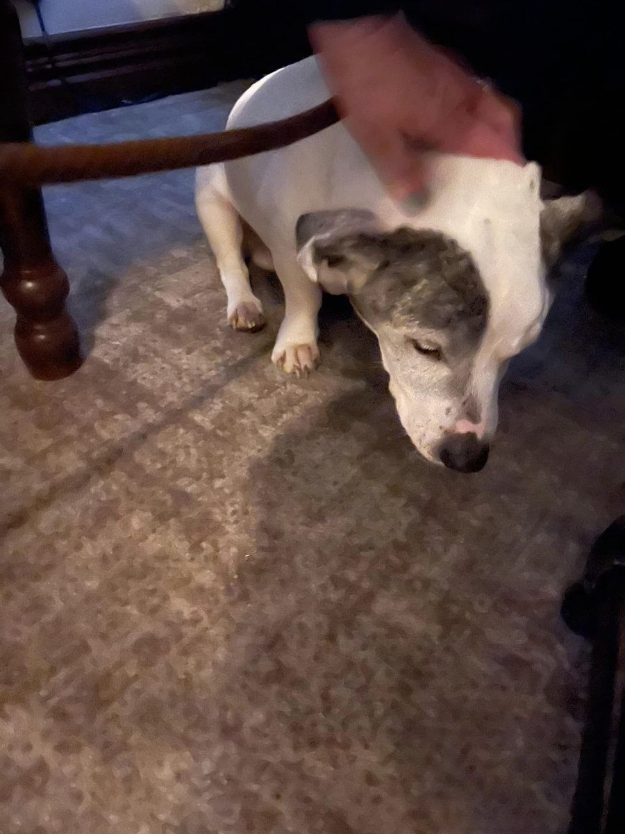 The_Animal_Team's tweet photo. #FoundDog around #TheJoker #Blurton #StokeOnTrent. Currently at the #Roebuck #Forsbrook #Staffs. Chip details out-of-date. https://t.co/1JxW4uovSI #dogsoftwitter #dogs https://t.co/0XlNKjGzzT