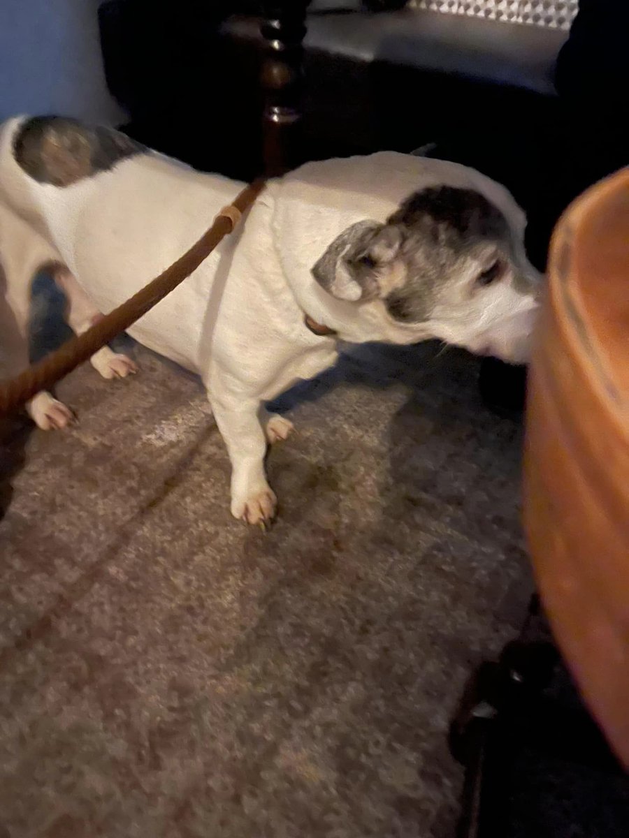 The_Animal_Team's tweet photo. #FoundDog around #TheJoker #Blurton #StokeOnTrent. Currently at the #Roebuck #Forsbrook #Staffs. Chip details out-of-date. https://t.co/1JxW4uovSI #dogsoftwitter #dogs https://t.co/0XlNKjGzzT