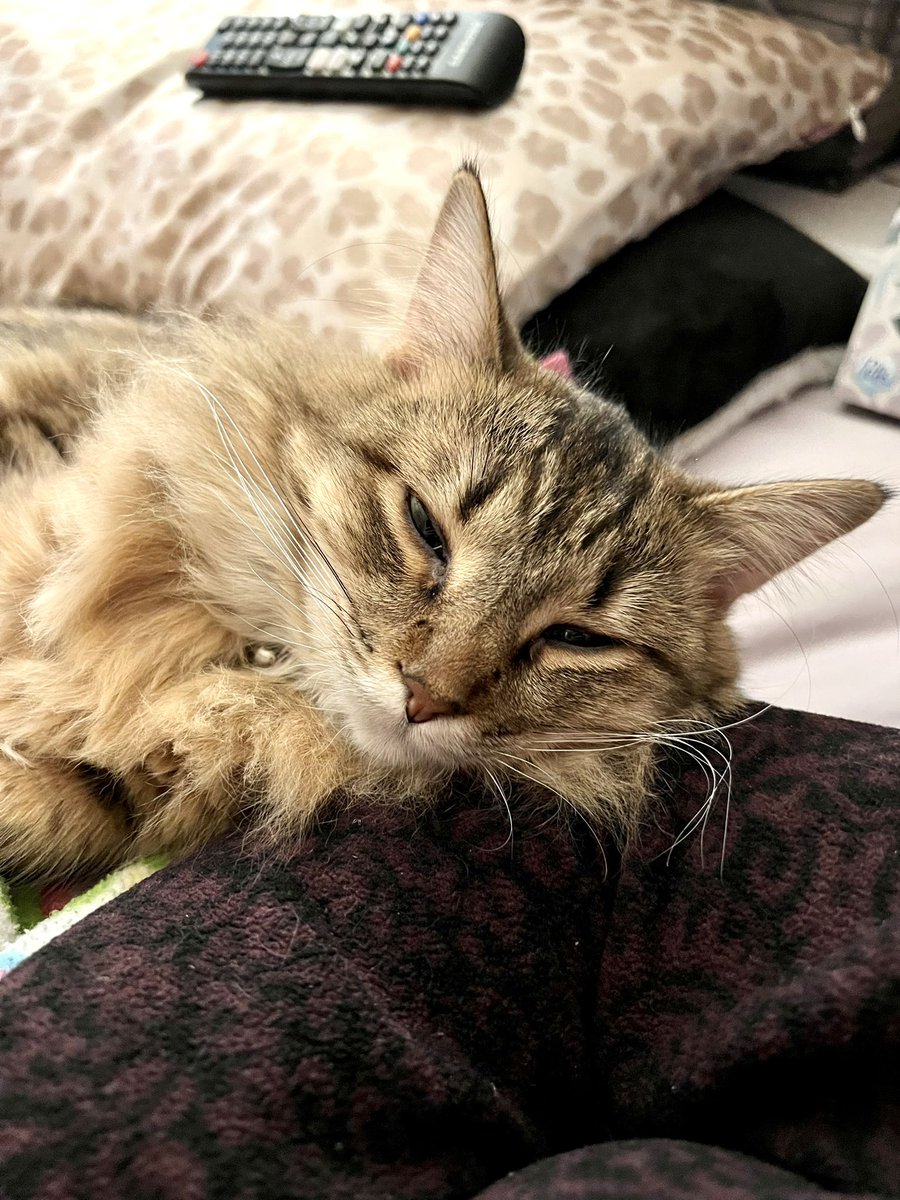 MissMabelMeows's tweet photo. Happy New Year! #CatsOfTwitter 🐱 https://t.co/0x20qj3vW9