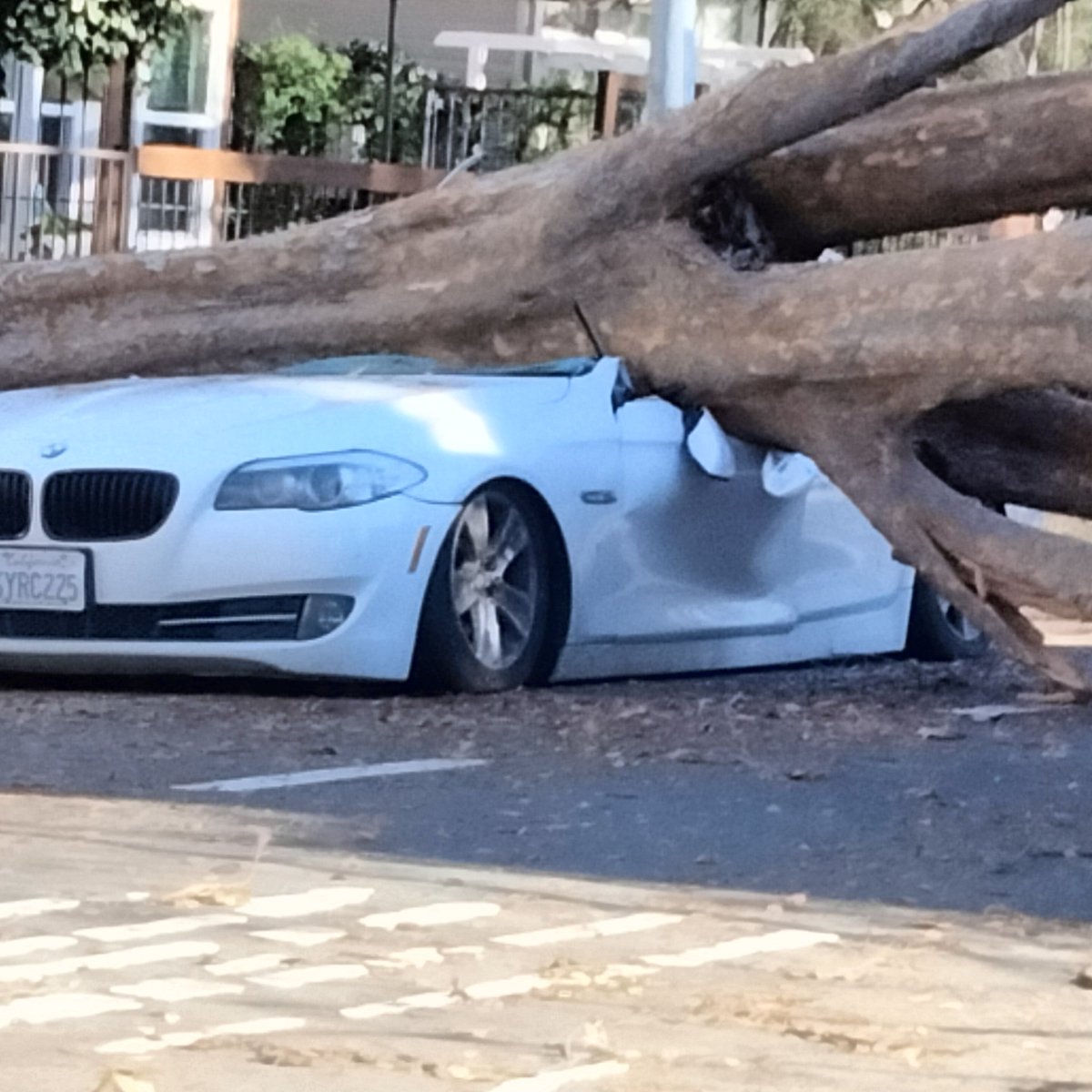 Mikey_Zero's tweet photo. Our wind has been so gnarly that hella trees came down. One even uprooted and took out a part of the sidewalk, and a new Beamer https://t.co/3tsBdWQqAR