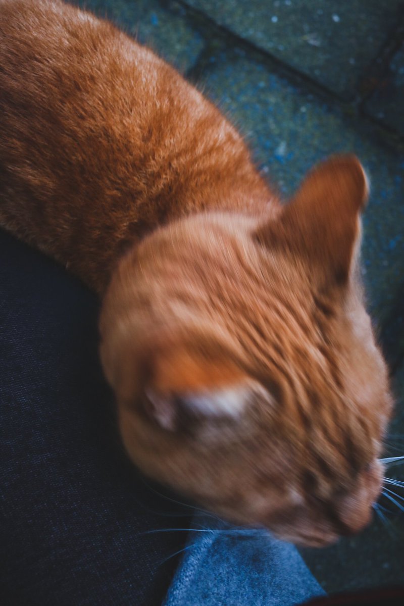 copycat tweet media