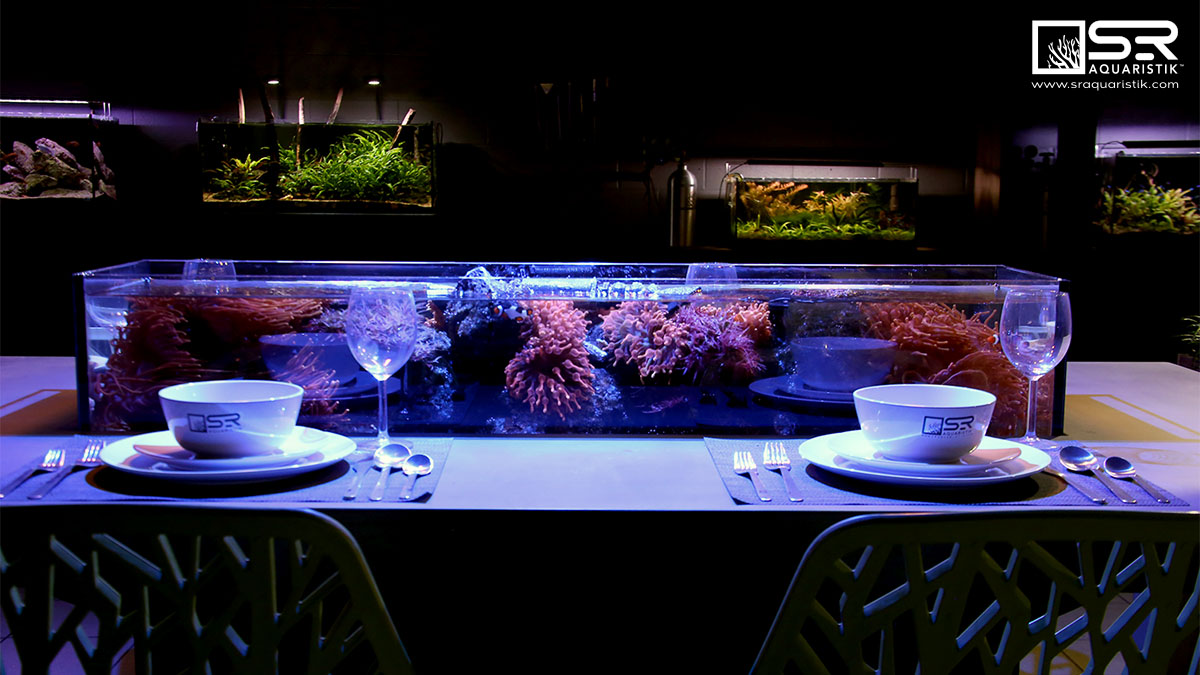 sraqua's tweet photo. Happy New Year!!! 🥳
We hope 2022 brought many unique experiences &amp; memories you can take into the next! 🗓️ 🐠 🐟
(Is 2023 the year you finally come visit us at the Aqua Lounge...? 😏)
https://t.co/C37v9JWgsx 
#aquariums #aquascape #fish #aquaticstore #aquariumstore #newyear https://t.co/WOyJVFp50l