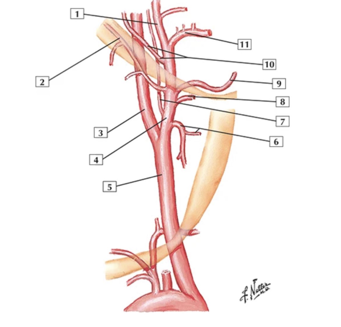 Netter Maxilla Maxillary Artery Netter
