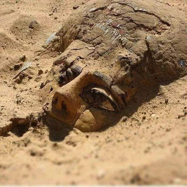 redhistoria's tweet photo. Cuando las arenas se descubren para mostrarnos un pedazo de la historia.
Un sarcófago de madera emerge de la arena de Saqqara después de pasar más de tres mil años bajo la superficie de la meseta egipcia. https://t.co/Ss8rYiEeOD