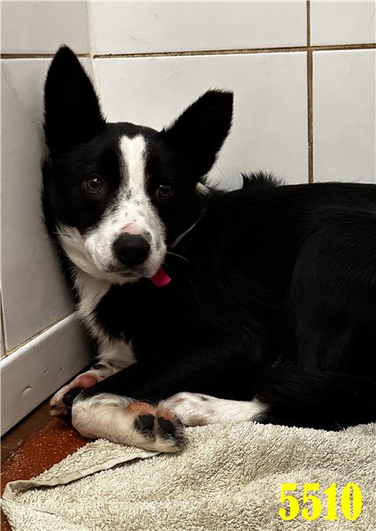 Please retweet to help Dixie find a home #STAFFORDSHIRE #UK 
Beautiful Collie aged 11 months, she needs a loving home to help her adopt. She needs an experienced home and may benefit from living with another dog🐶

DETAILS or APPLY👇
bordercollietrustgb.org.uk

#Collies #dogs