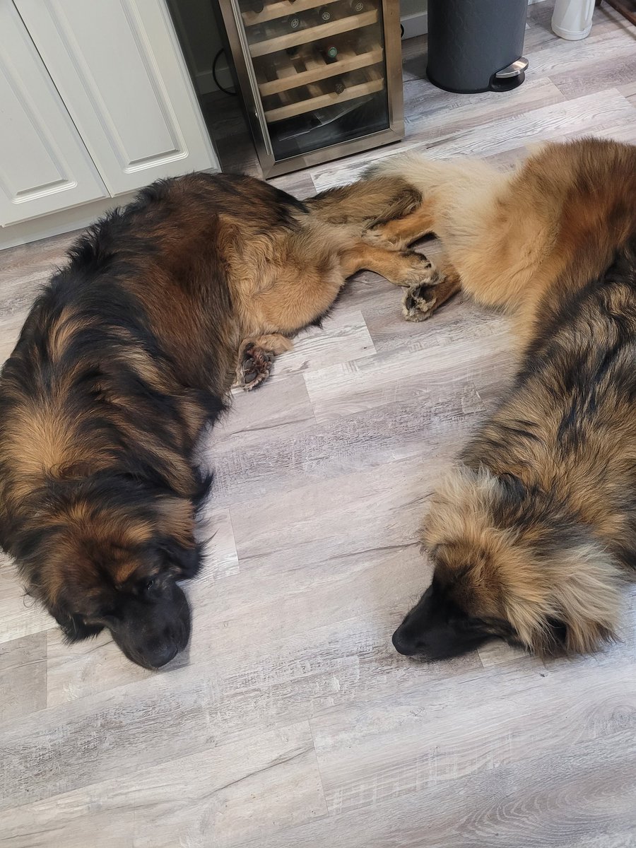 Happy New year! From Torin and Winnie xoxo #NewYear2023 #newbrother #dogsoftwitter #familyfun