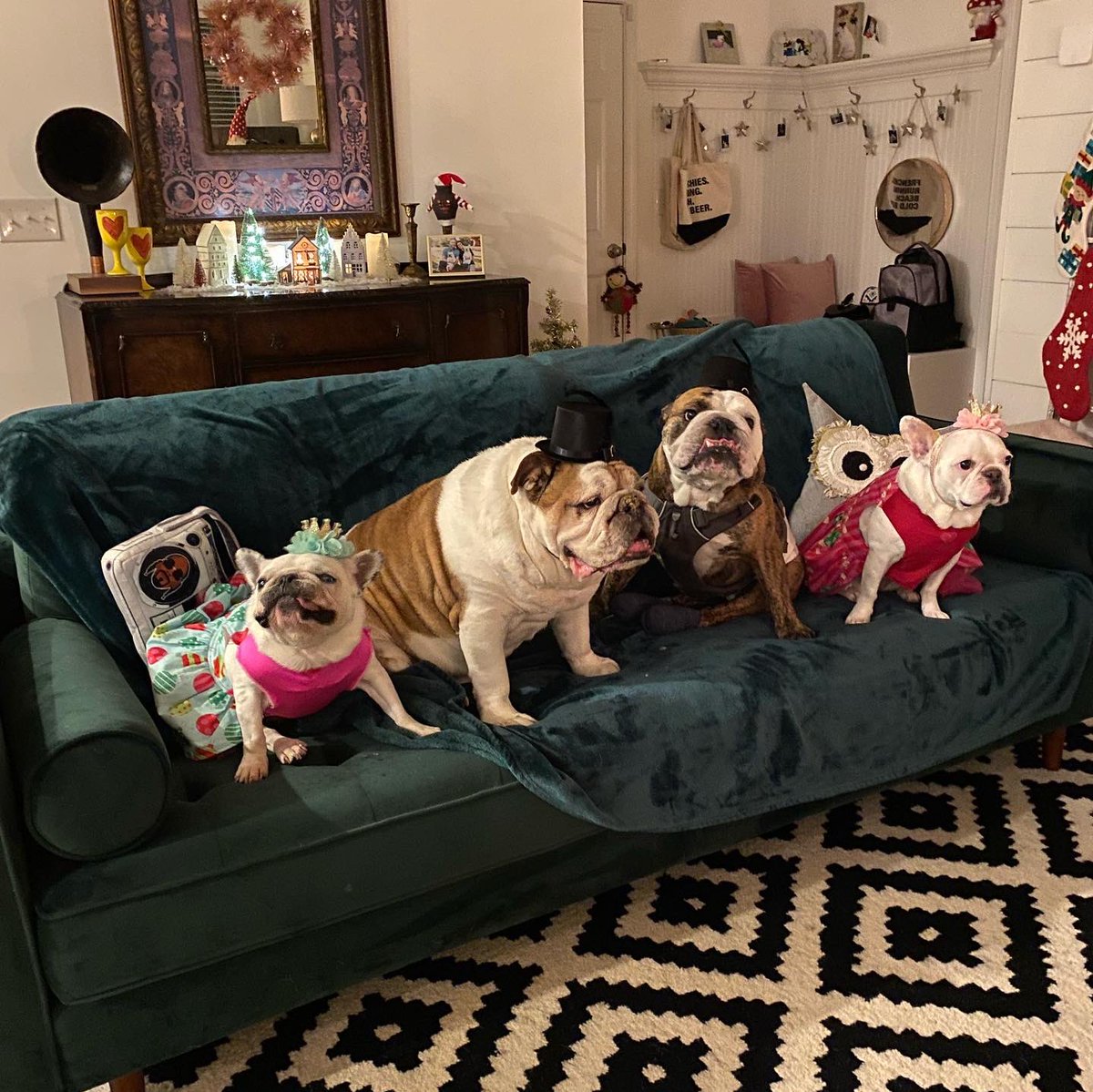 Happy new year, friends! We had Lancelot and Mr Juice over for a fun night of pizza eating, champagne drinking, and seat stealing!