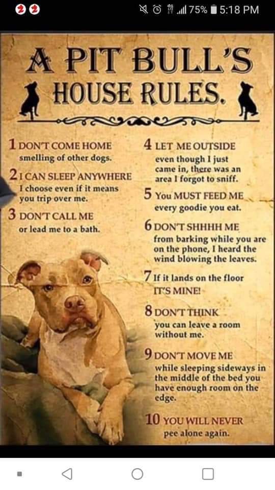 kimbarlymazibk1's tweet image. #Forcelawkennelproject
#Fortheloveofpitbulls
#Anti-Pitbull Cruelty
#ifthespcawontdefendthebreedwewill
#Responsiblepetowners2023
#Postyoupitbullsandshowlove