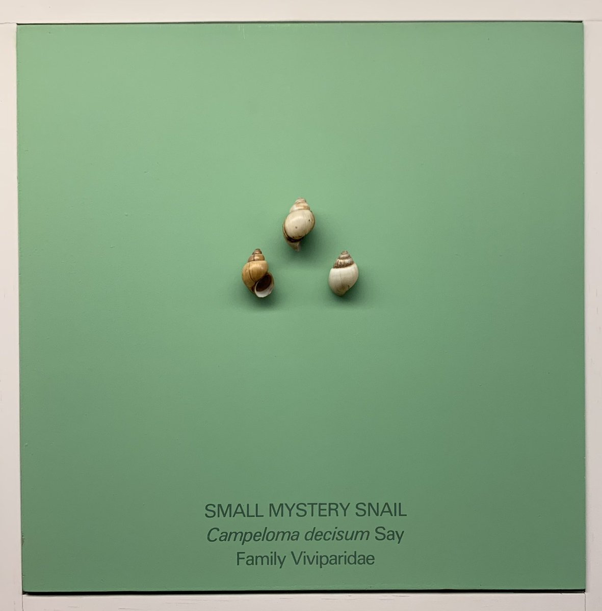 eric_right_now's tweet image. Oft overlooked but not forgotten at @AMNH #ObscureButBetterForIt #ShellGame #TheSmallStuff