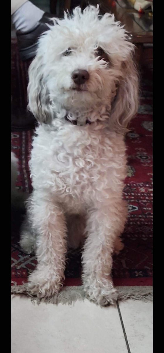 lalocaperritos's tweet photo. RT PORFA 
SE BUSCA
Se perdió en 
 colonia centro de tlaquepaque
INF  331864 0890 @ANIMALFEST https://t.co/9Vp0PX8iWA