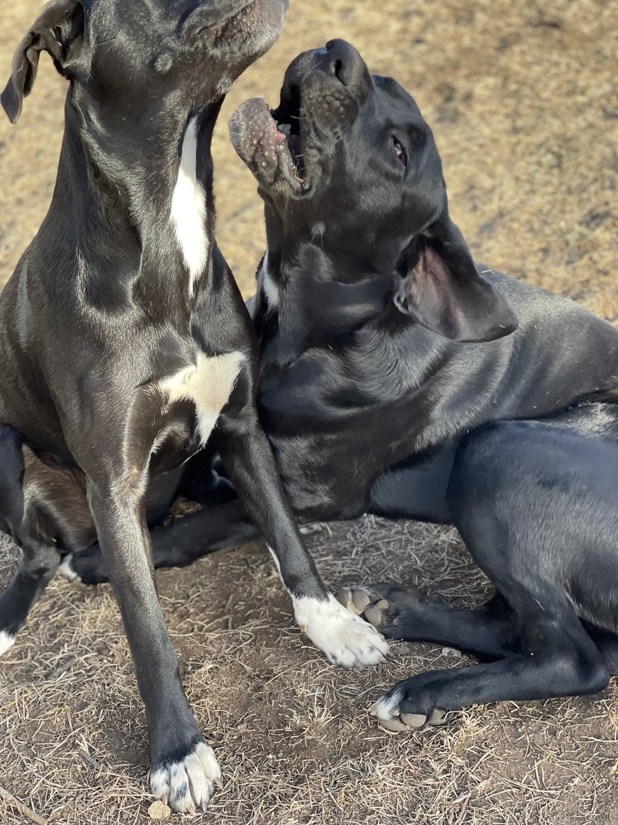 dawn tush tweet media