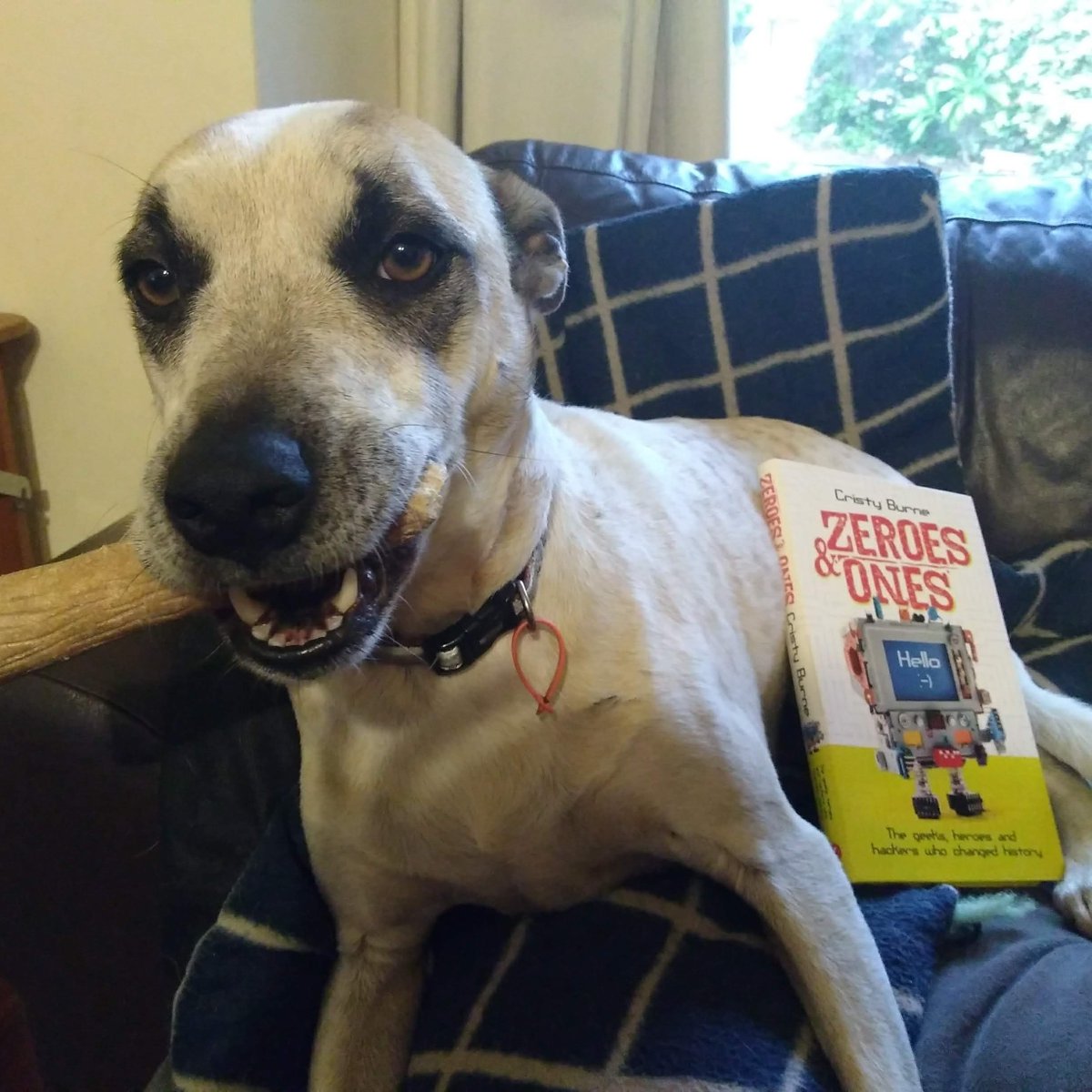 CristyBurne's tweet image. SALE!! $12.50 with free shipping on your entire order! @Booktopia have a mega-special on Zeroes &amp;amp; Ones 🤩🎉

Zeroes and Ones was a @theCBCA Notable &amp;amp; shortlisted in the 2019 Speech Pathology Awards.

booktopia.com.au/zeroes-ones-cr…

#historyofcomputing #nonfictionforkids #STEAMeducation