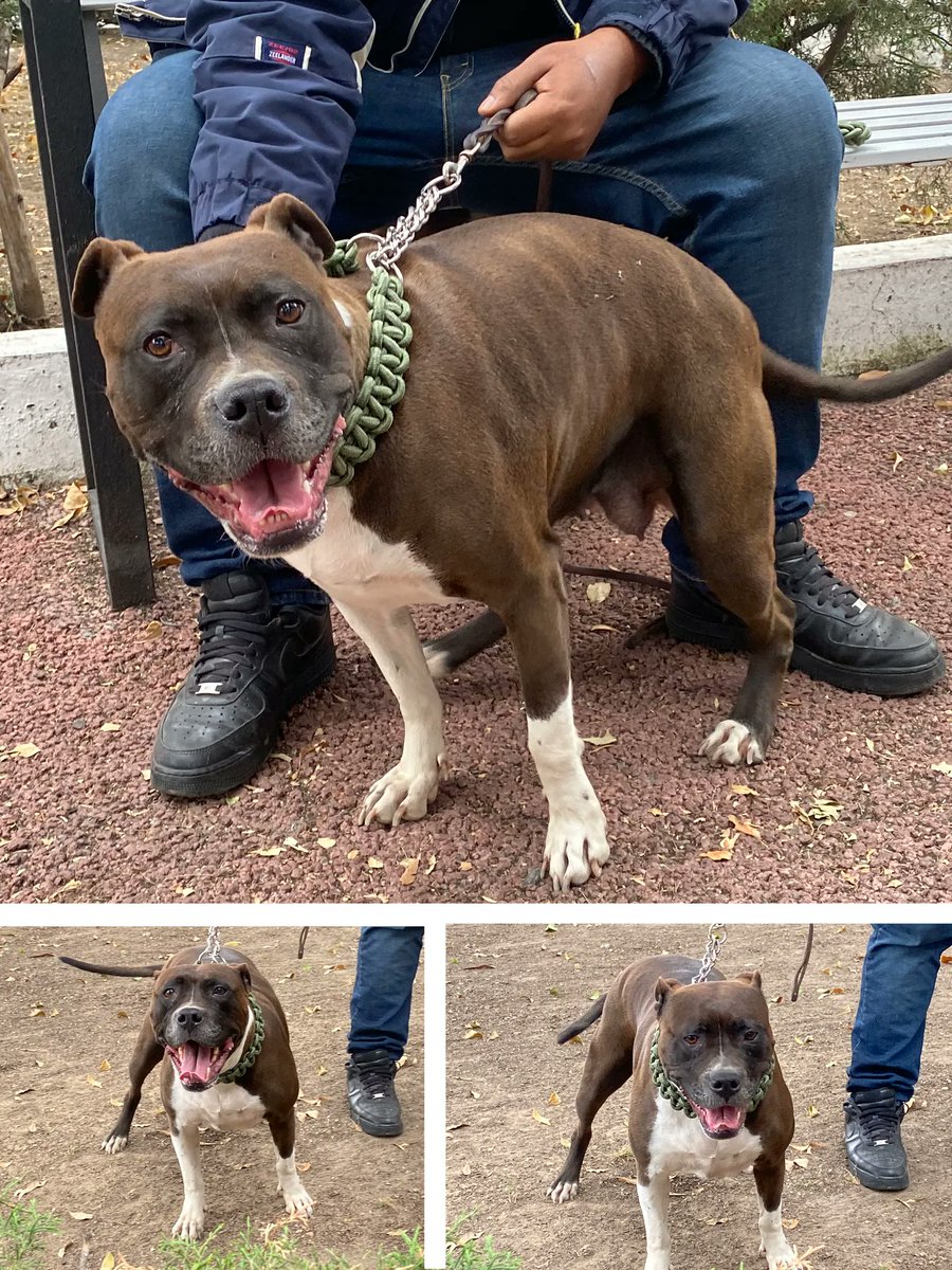 PrrosPerdidosMX's tweet photo. #Encontrada 01 enero 23 Col. Jacarandas, #Tlalnepantla #Edomex
☎️55 3950 7010 https://t.co/k4oseoI78p