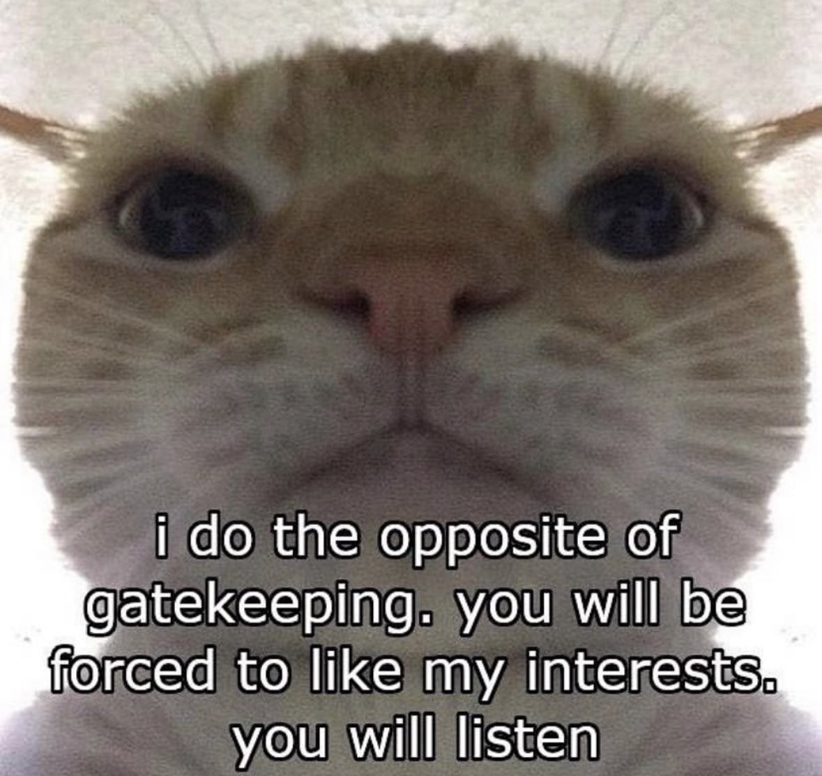 LiterallyMeCats (@literallymecats) on Twitter photo 