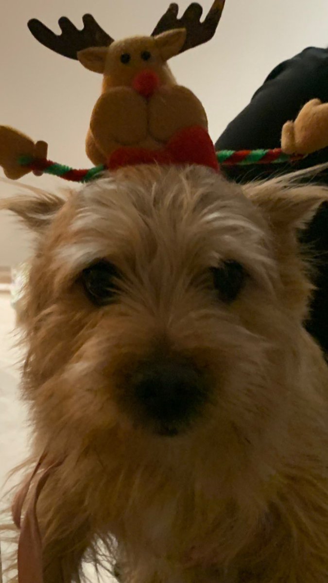 230102 モモ Instagram ストーリー 更新！

今日はモモの愛犬、ブーの3歳の誕生日です🎉㊗️✨

#TWICE  #트와이스  <a href="/JYPETWICE/">TWICE</a> #Momo #모모